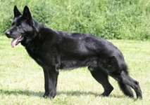 Siyah Kurt Köpeğinin Özellikleri