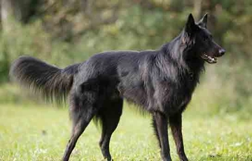 Belçika Kurdu Türleri ve Özellikleri